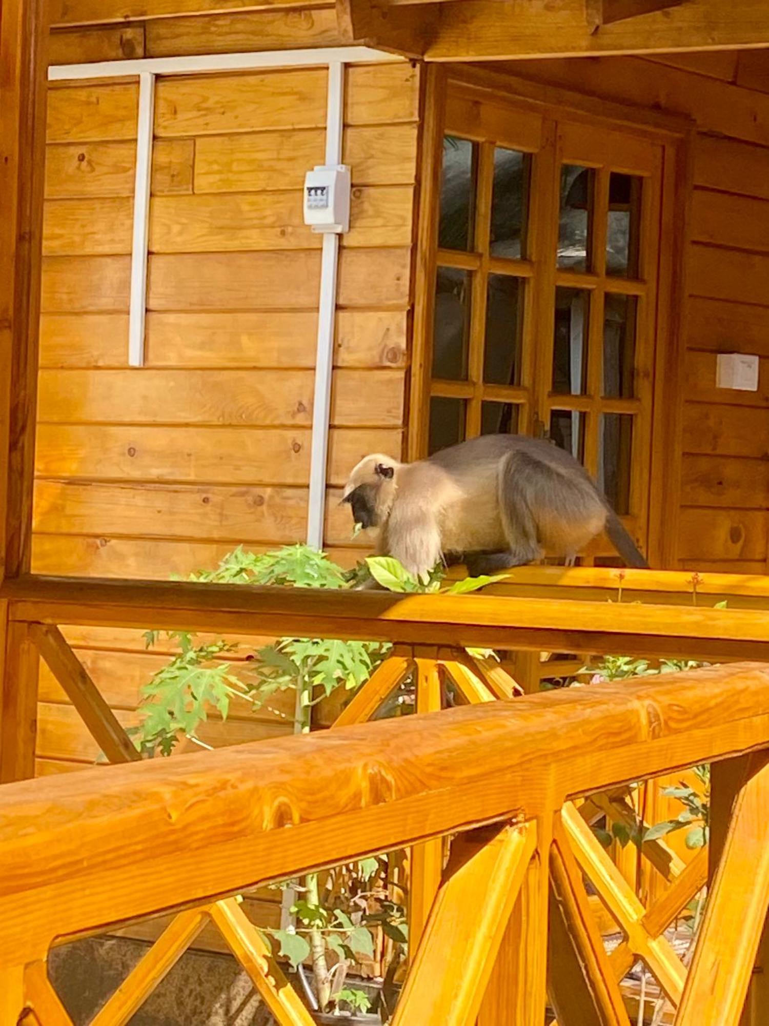 Chill Out Jasmine Restaurant Bar Rooms Palolem Exterior photo